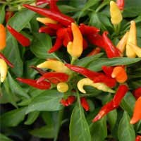 Capsicum annuum
