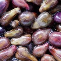 Grape seed